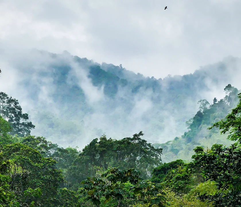 Forest View. Photo courtesy Third Millennium Alliance